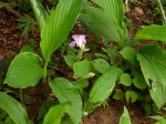 Siphonochilus kirkii