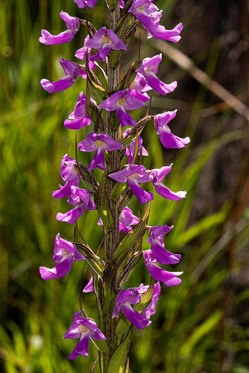 Brachycorythis pleistophylla subsp. pleistophylla Brachycorythis pleistophylla subsp. pleistophylla