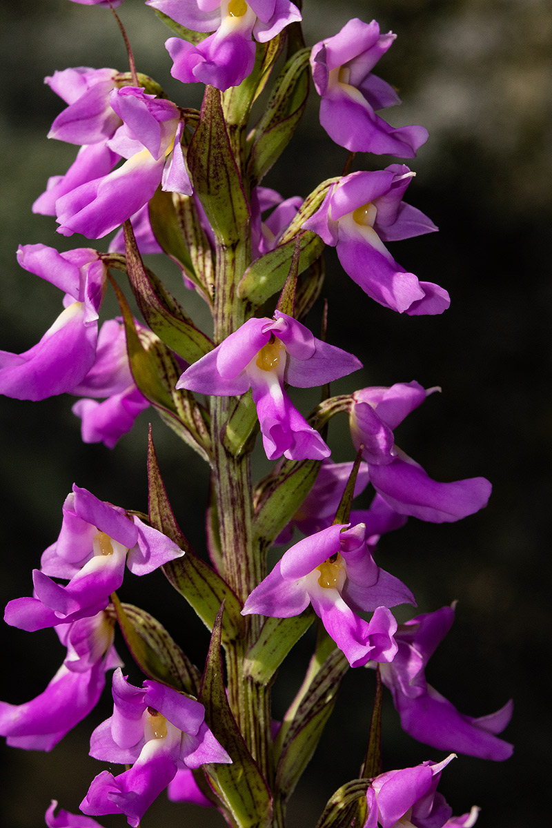 Brachycorythis pleistophylla subsp. pleistophylla Brachycorythis pleistophylla subsp. pleistophylla