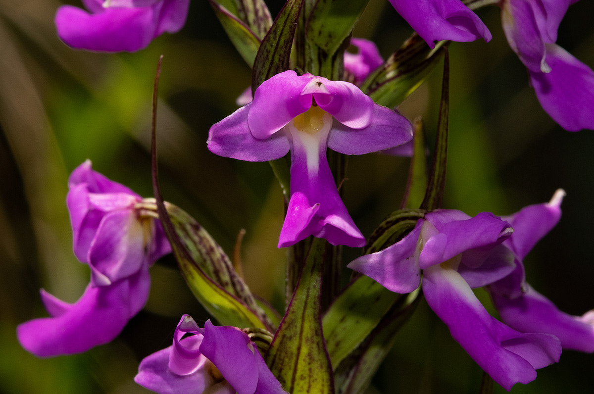 Brachycorythis pleistophylla subsp. pleistophylla Brachycorythis pleistophylla subsp. pleistophylla