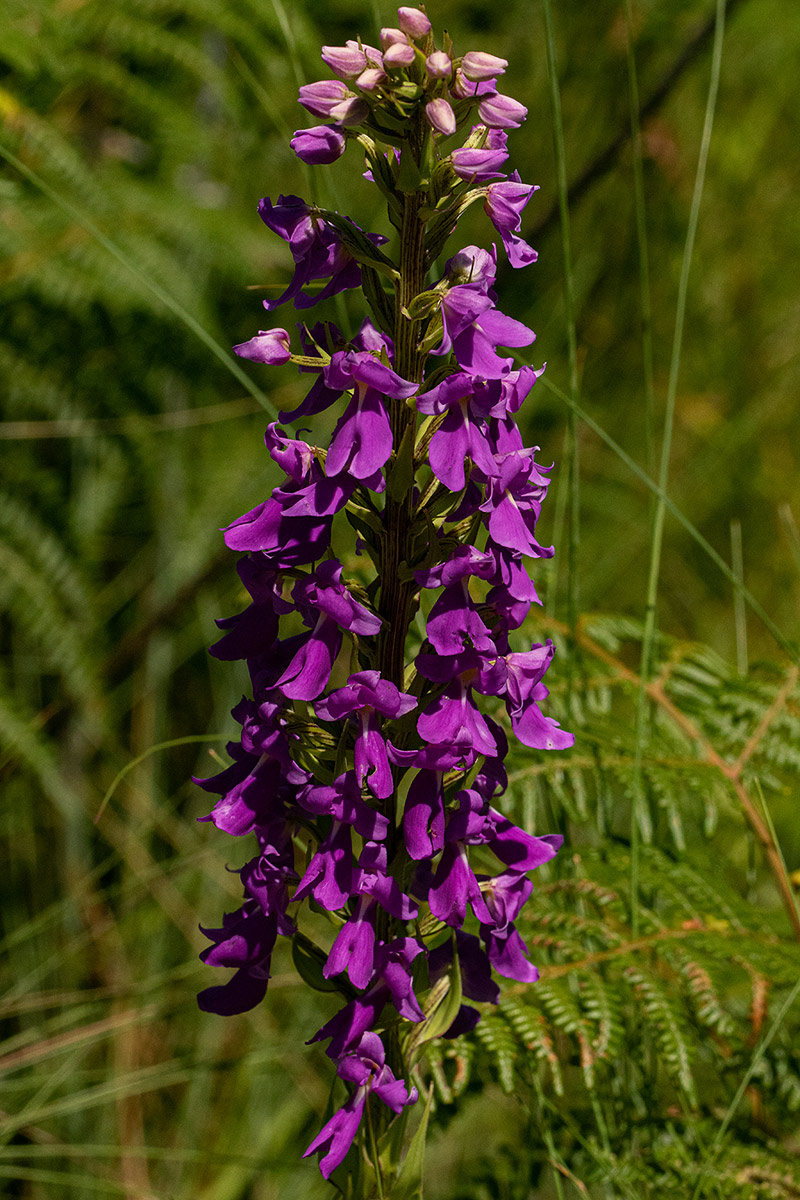 Brachycorythis pleistophylla subsp. pleistophylla Brachycorythis pleistophylla subsp. pleistophylla