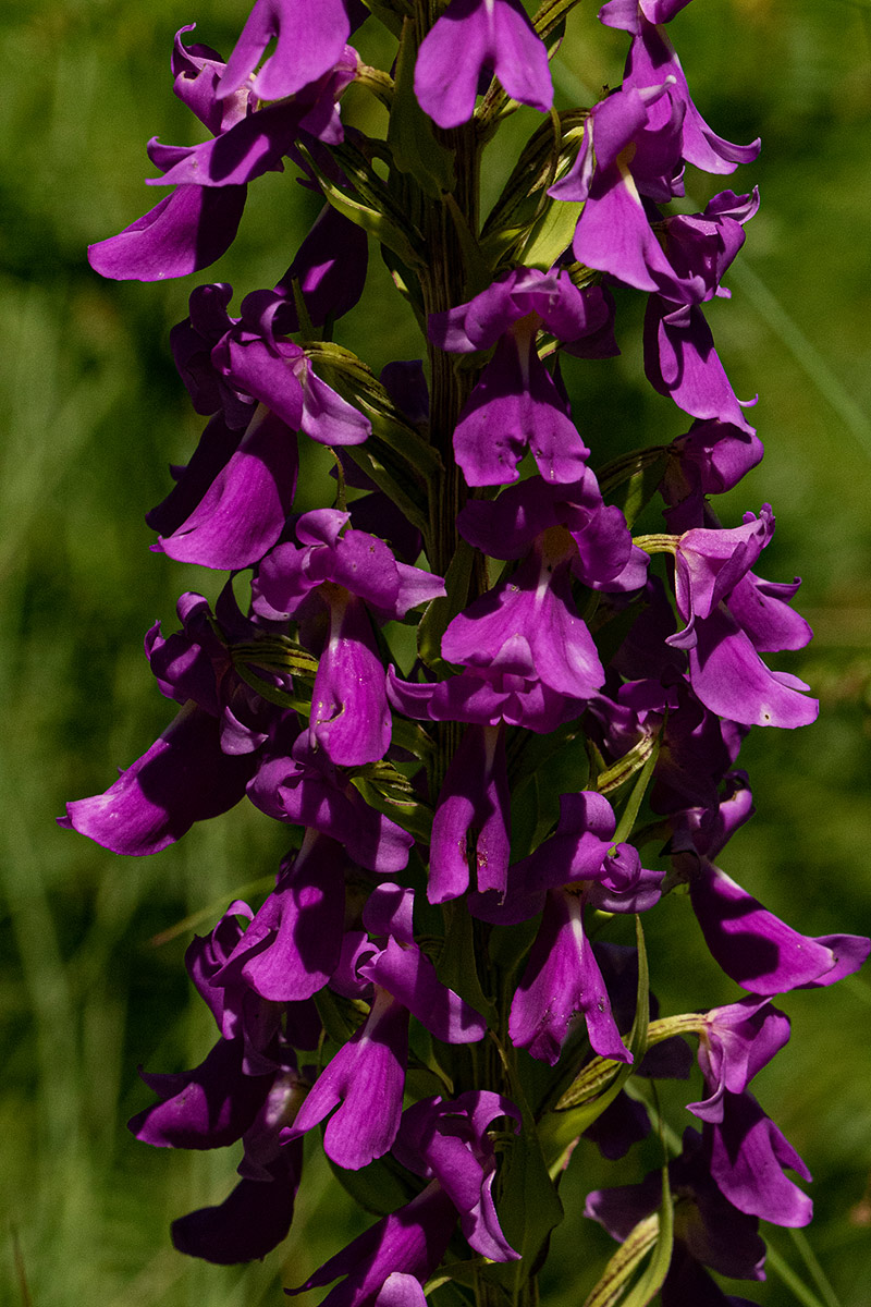 Brachycorythis pleistophylla subsp. pleistophylla Brachycorythis pleistophylla subsp. pleistophylla