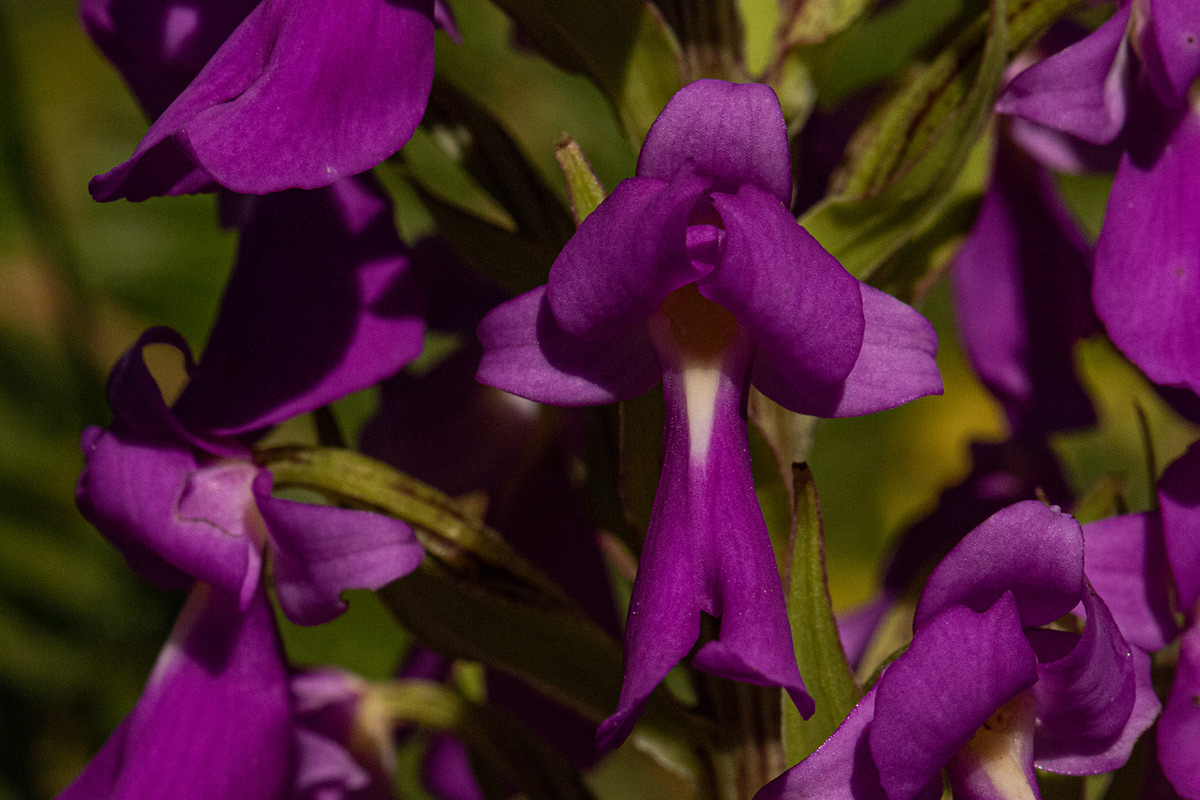 Brachycorythis pleistophylla subsp. pleistophylla Brachycorythis pleistophylla subsp. pleistophylla