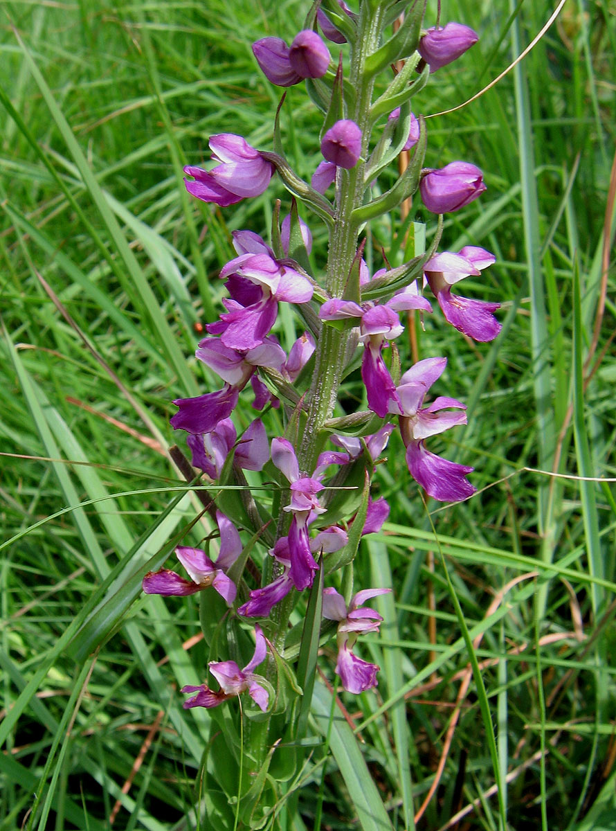 Brachycorythis pleistophylla subsp. pleistophylla Brachycorythis pleistophylla subsp. pleistophylla