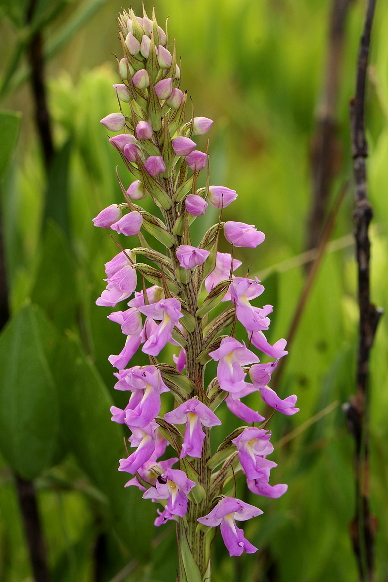 Brachycorythis pleistophylla subsp. pleistophylla Brachycorythis pleistophylla subsp. pleistophylla