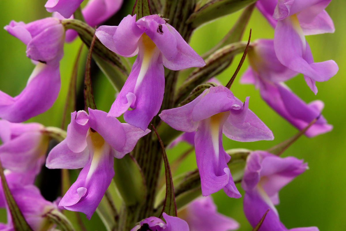 Brachycorythis pleistophylla subsp. pleistophylla Brachycorythis pleistophylla subsp. pleistophylla