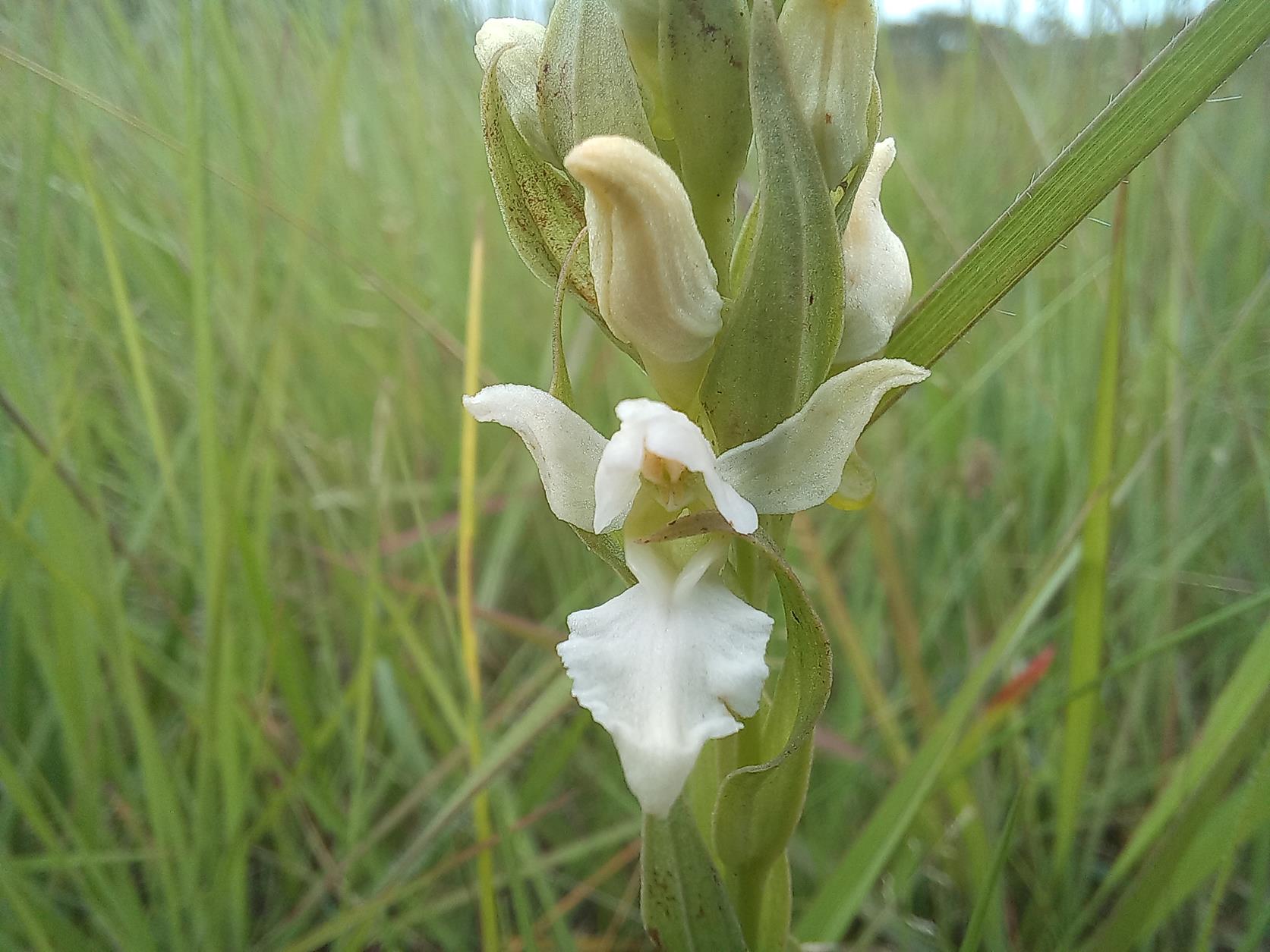 Brachycorythis tenuior Brachycorythis tenuior