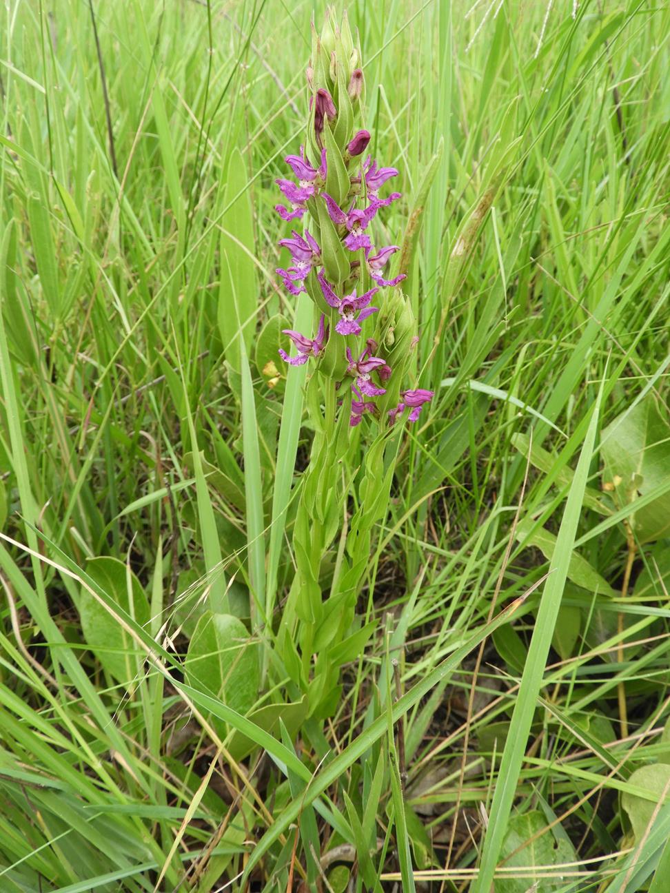 Brachycorythis tenuior Brachycorythis tenuior