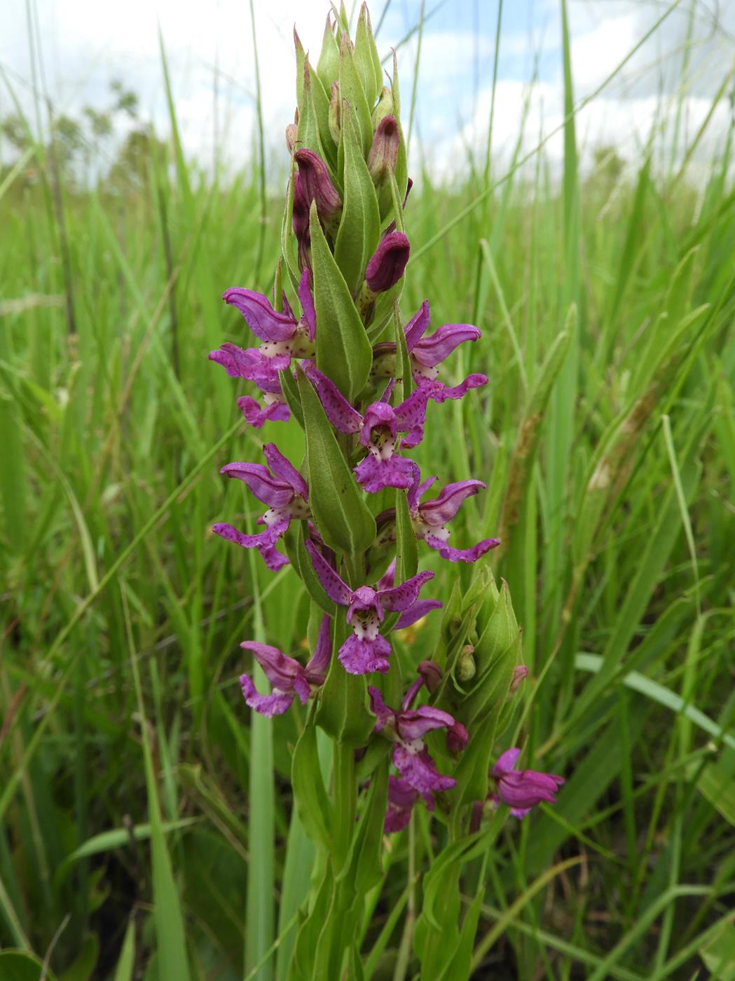Brachycorythis tenuior Brachycorythis tenuior