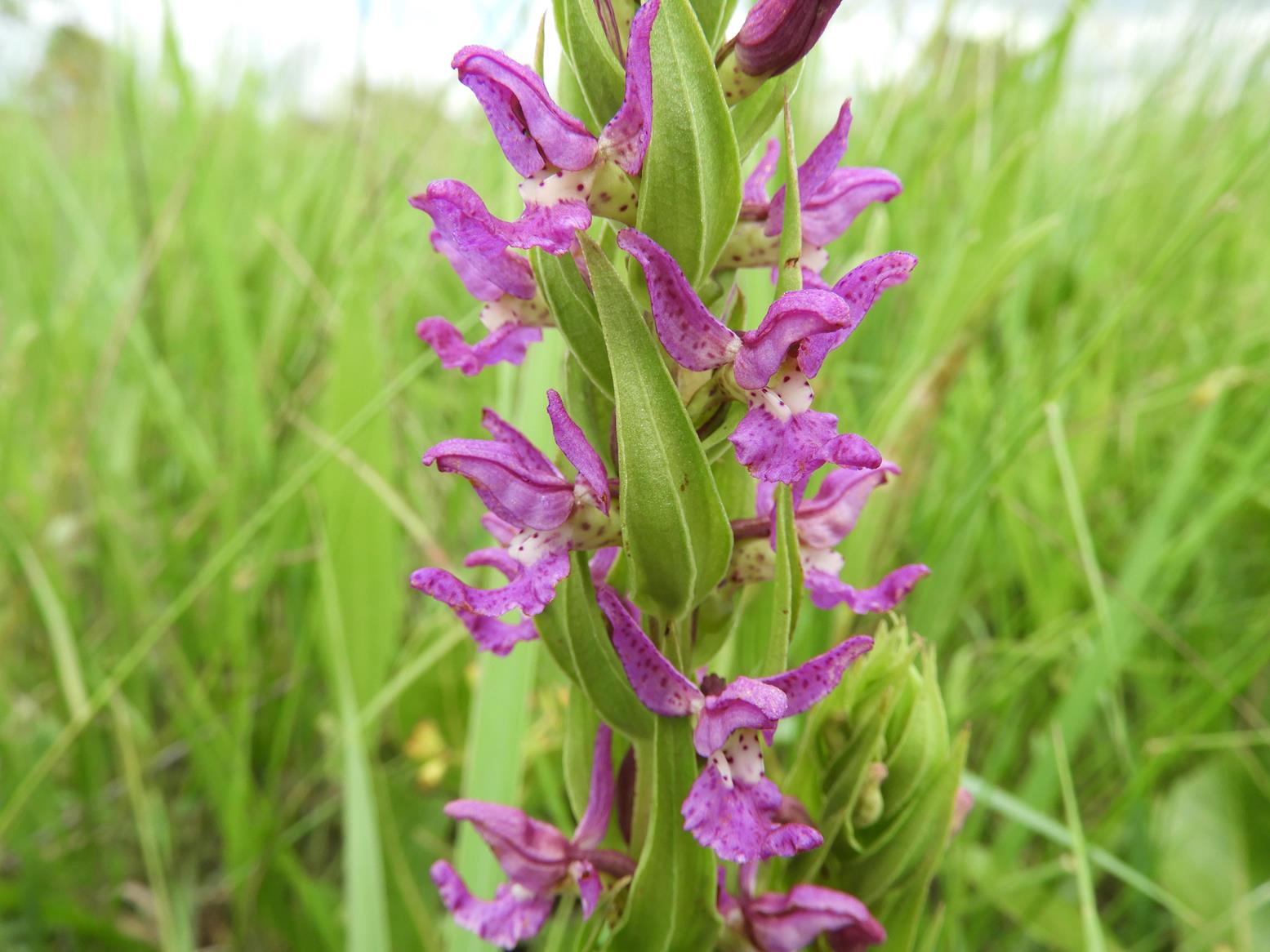 Brachycorythis tenuior Brachycorythis tenuior