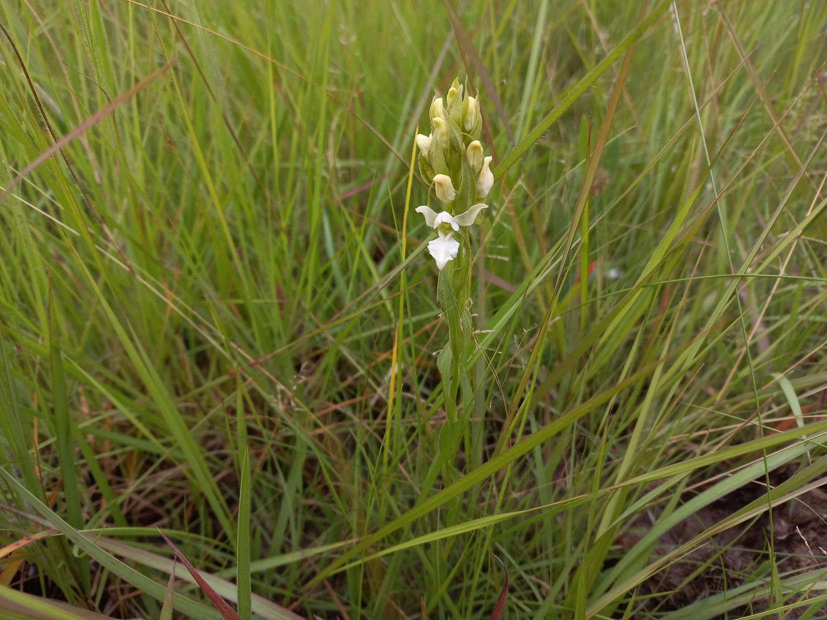 Brachycorythis tenuior Brachycorythis tenuior