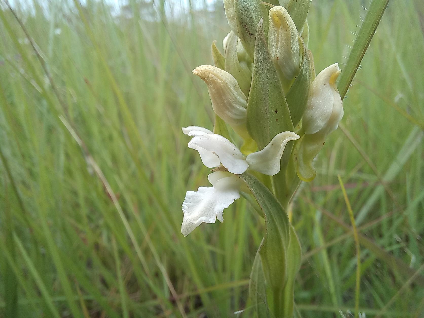 Brachycorythis tenuior Brachycorythis tenuior