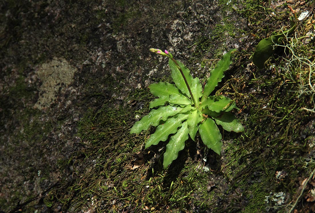Stenoglottis zambesiaca Stenoglottis zambesiaca
