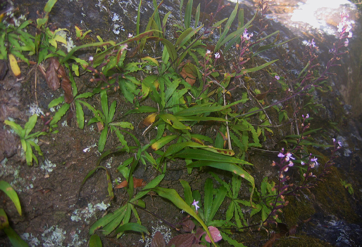 Stenoglottis zambesiaca Stenoglottis zambesiaca