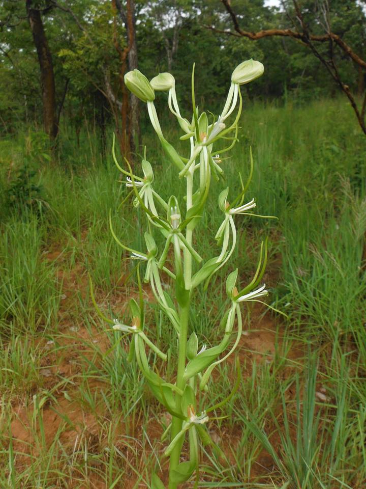 Habenaria clavata Habenaria clavata