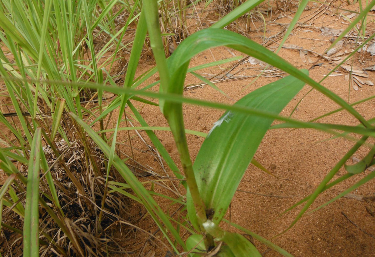 Habenaria clavata Habenaria clavata