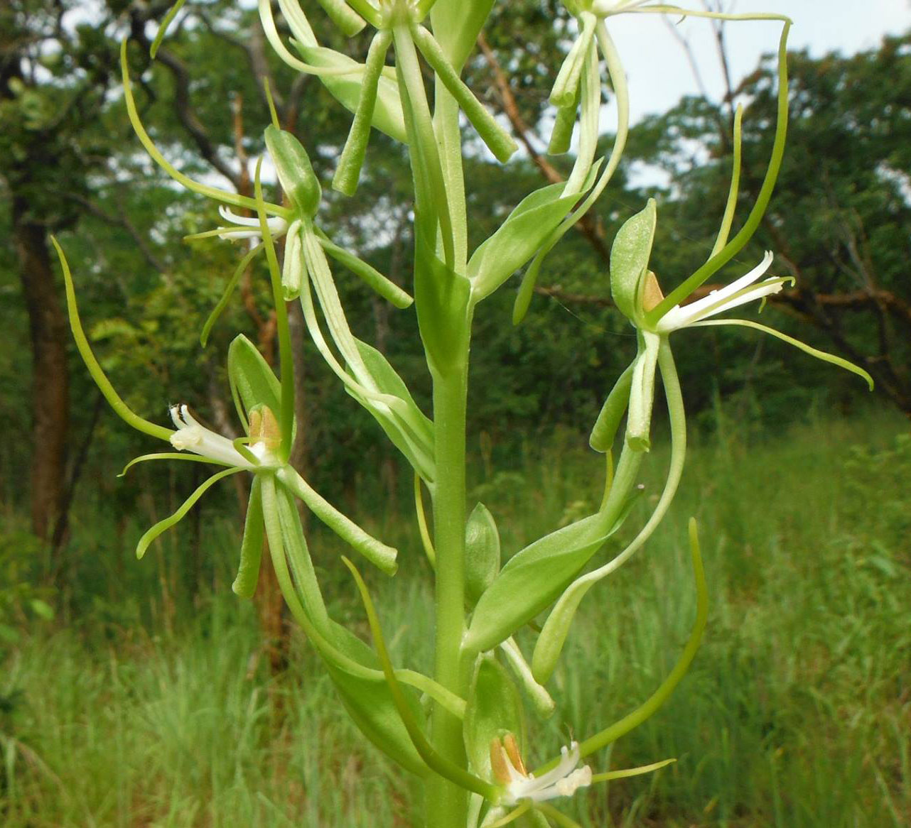 Habenaria clavata Habenaria clavata
