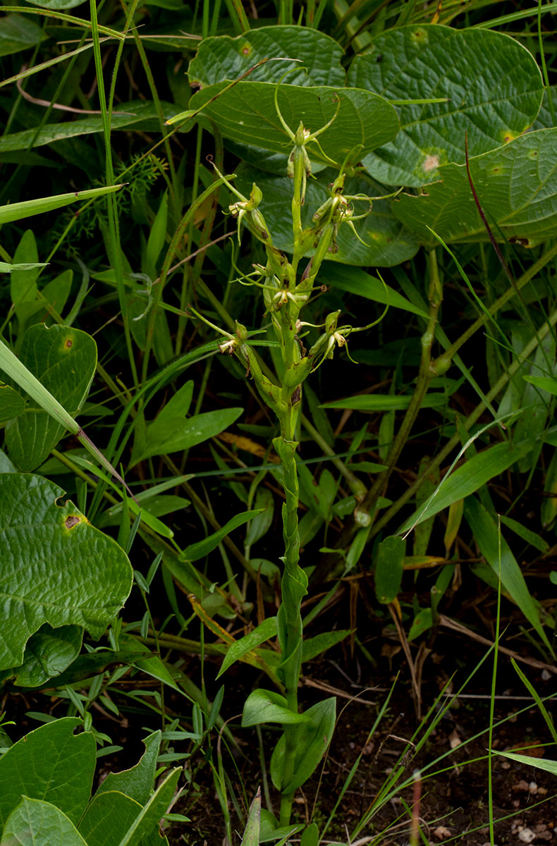 Habenaria clavata Habenaria clavata