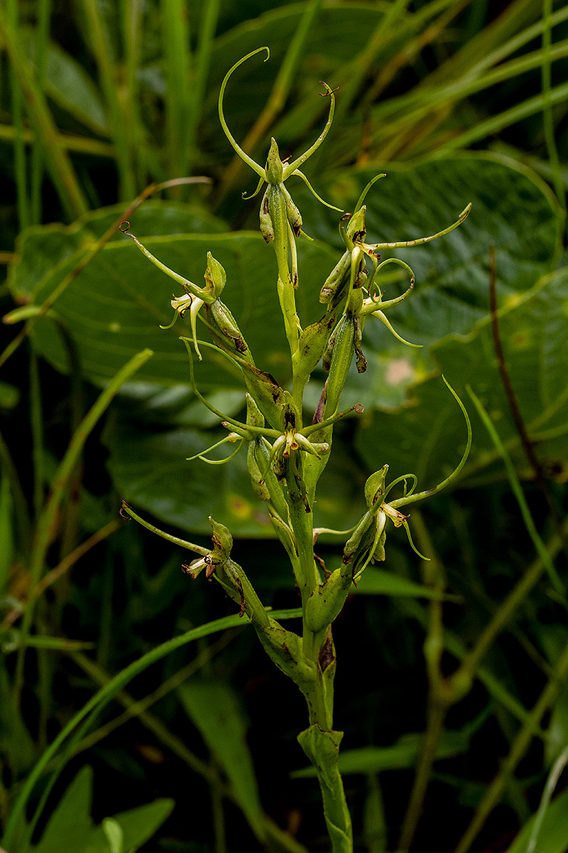 Habenaria clavata Habenaria clavata