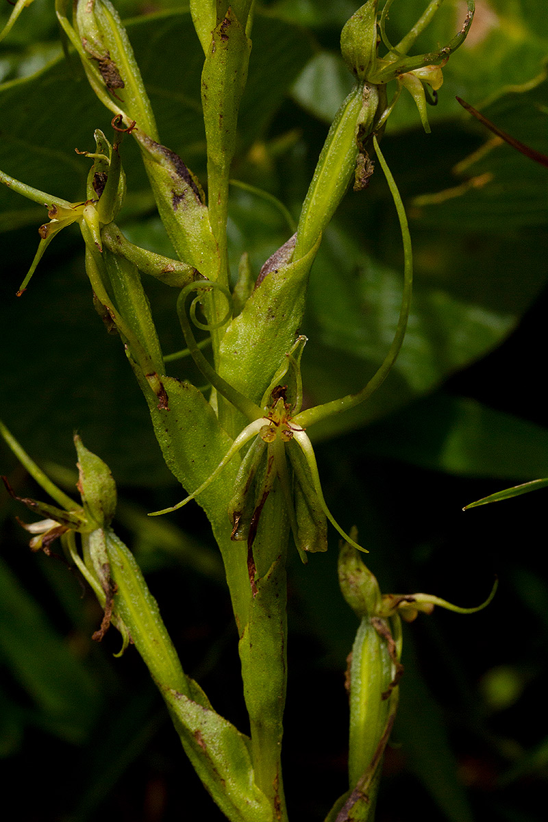 Habenaria clavata Habenaria clavata