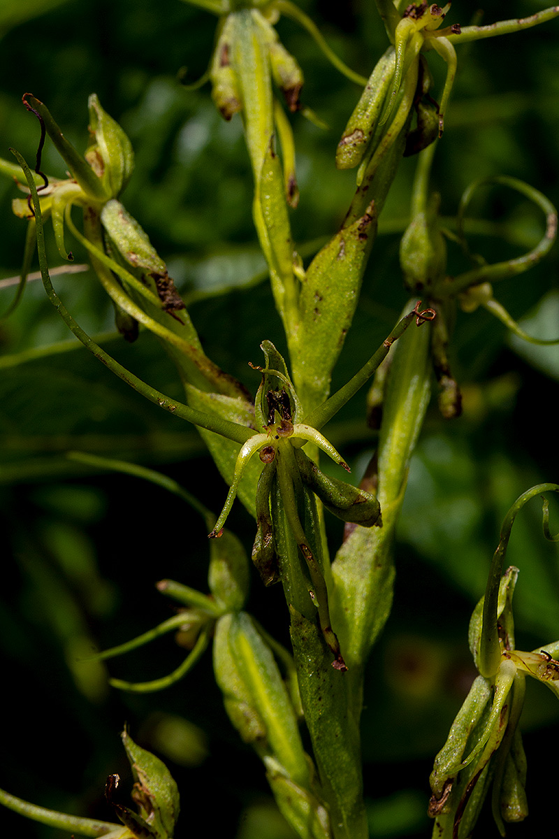 Habenaria clavata Habenaria clavata