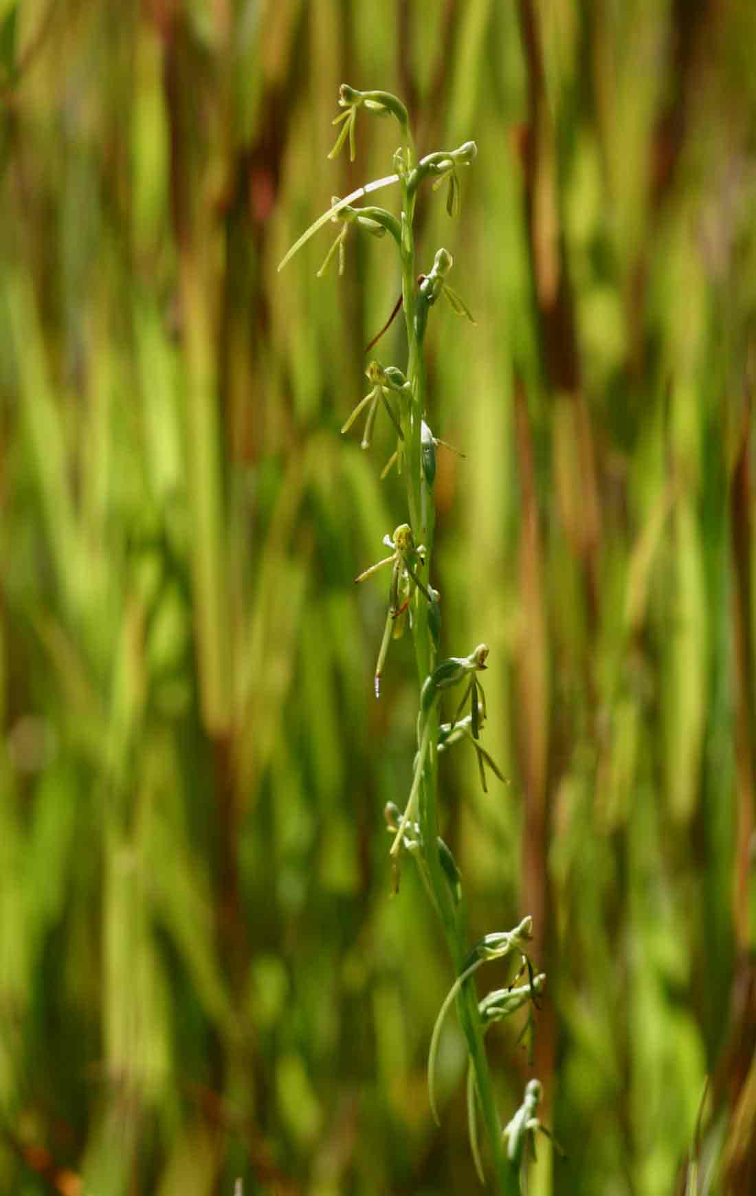 Habenaria filicornis Habenaria filicornis