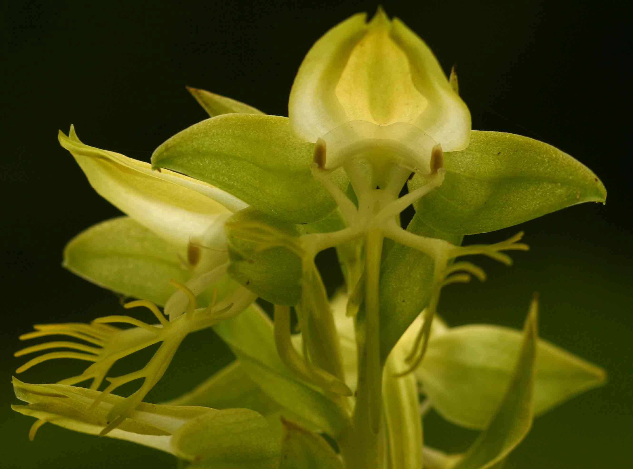 Habenaria praestans var. praestans Habenaria praestans var. praestans
