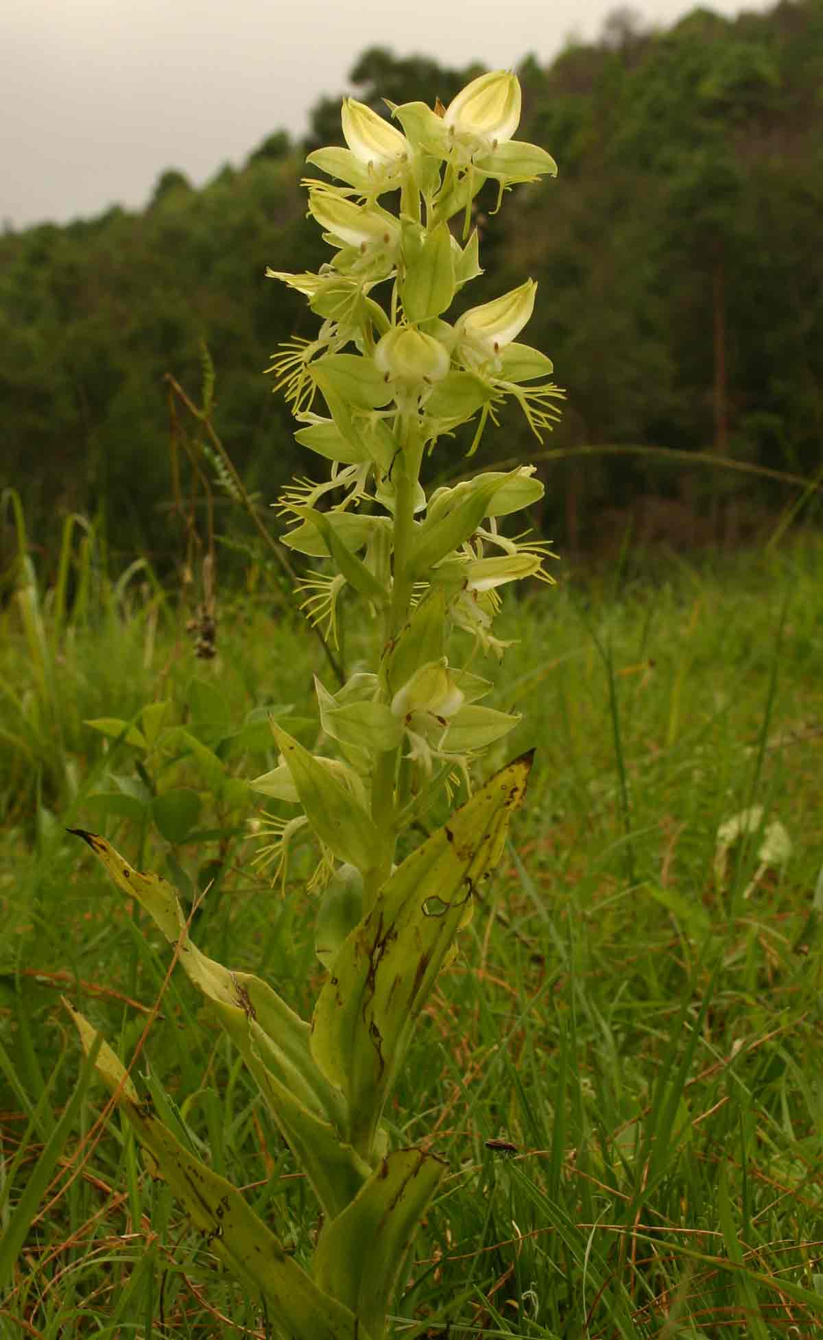 Habenaria praestans var. praestans Habenaria praestans var. praestans