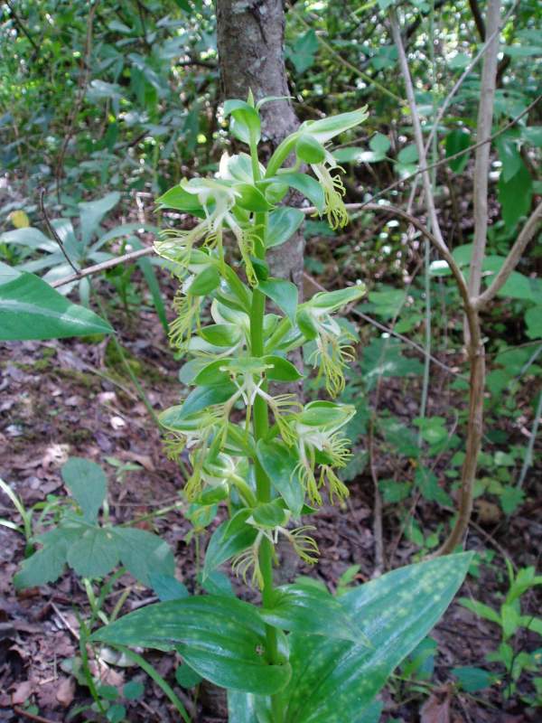 Habenaria praestans var. praestans Habenaria praestans var. praestans