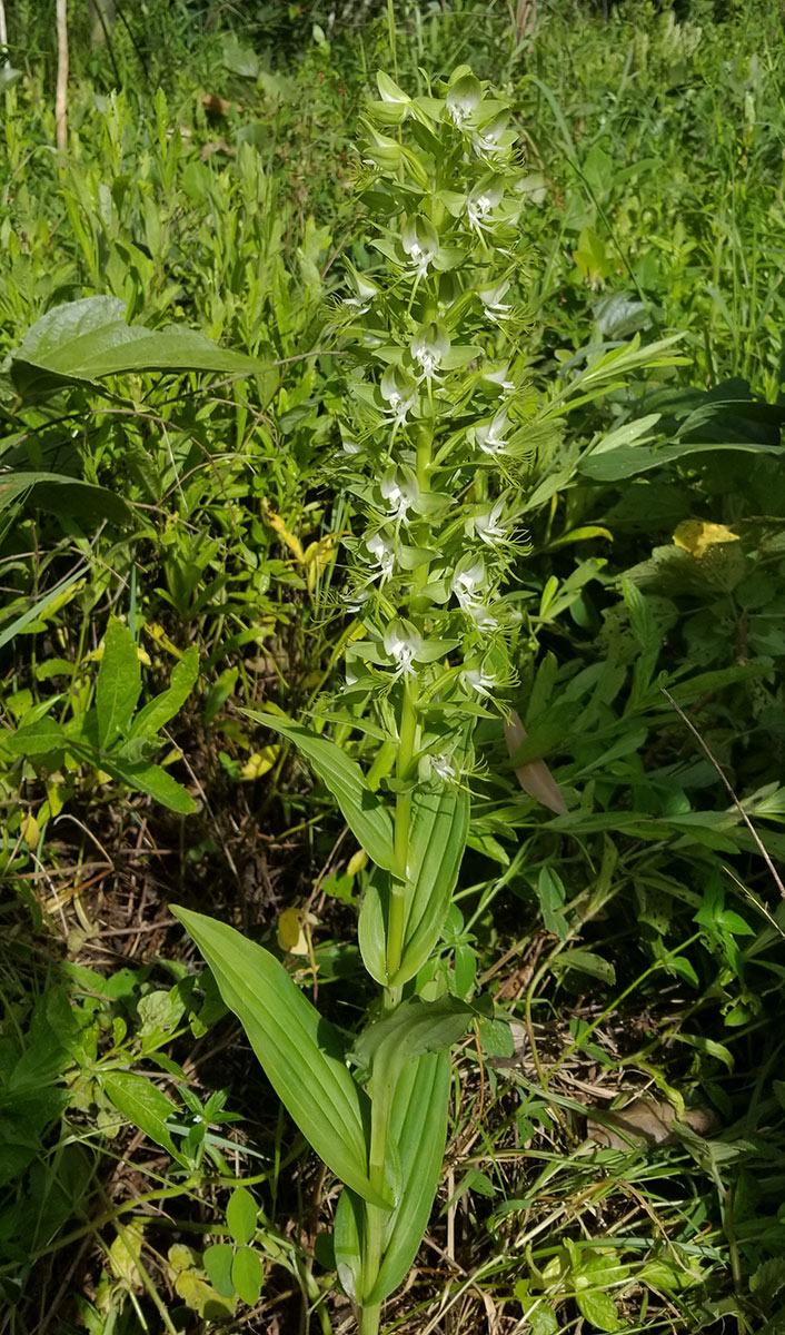 Habenaria praestans var. praestans Habenaria praestans var. praestans