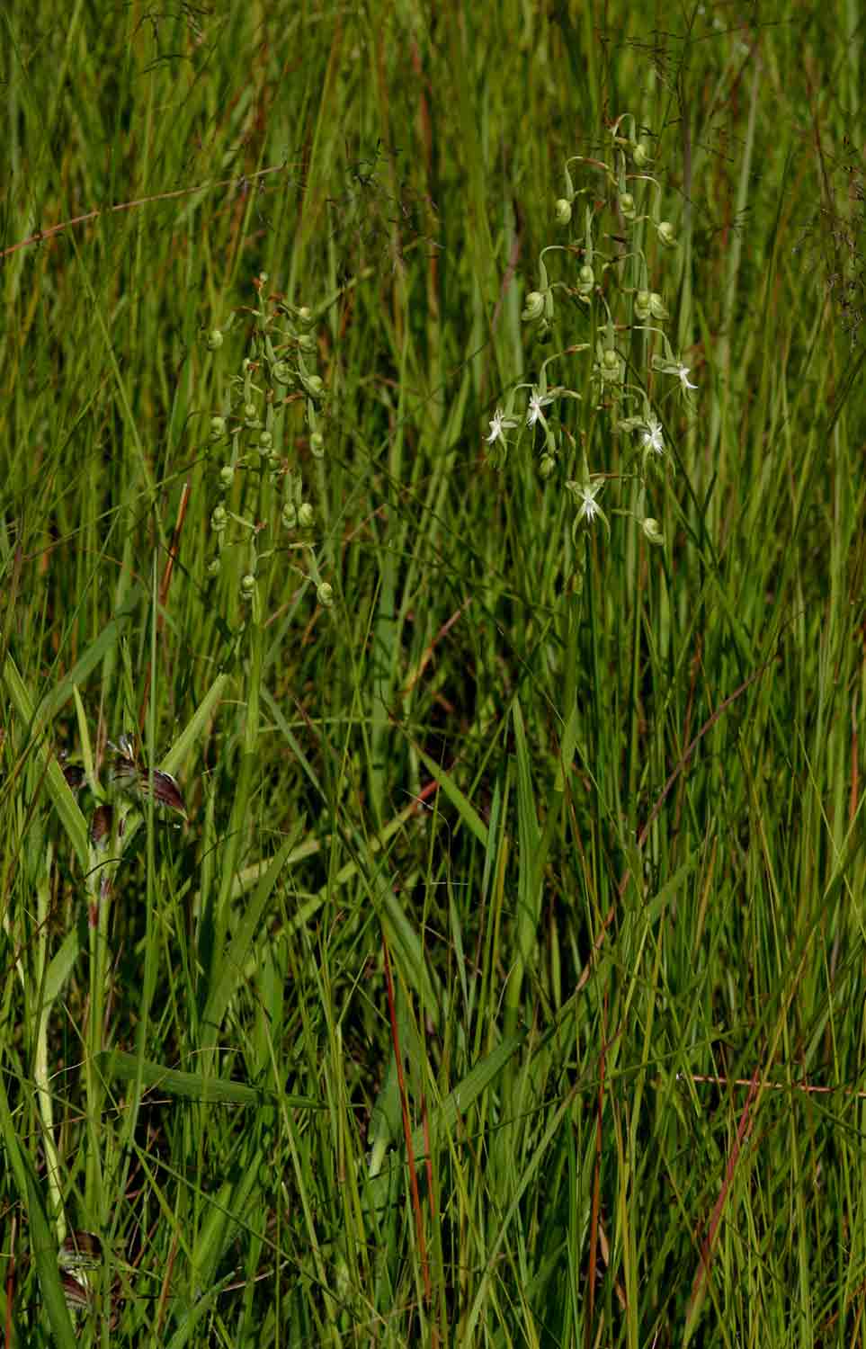Habenaria schimperiana Habenaria schimperiana
