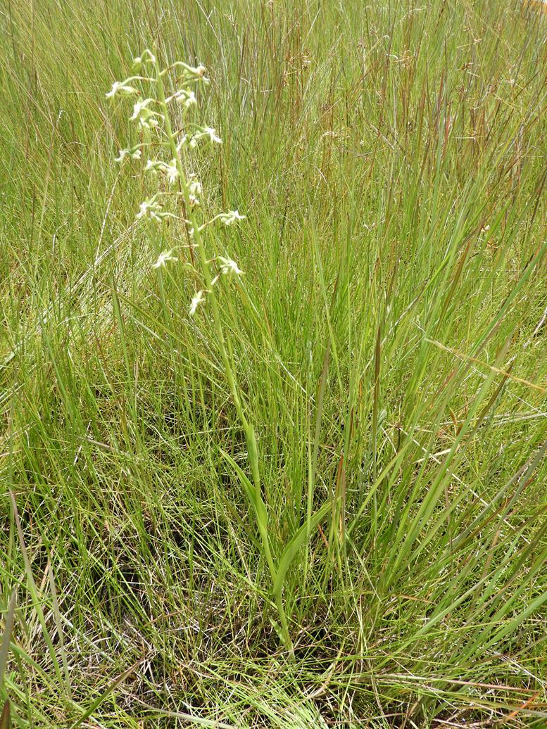 Habenaria schimperiana Habenaria schimperiana