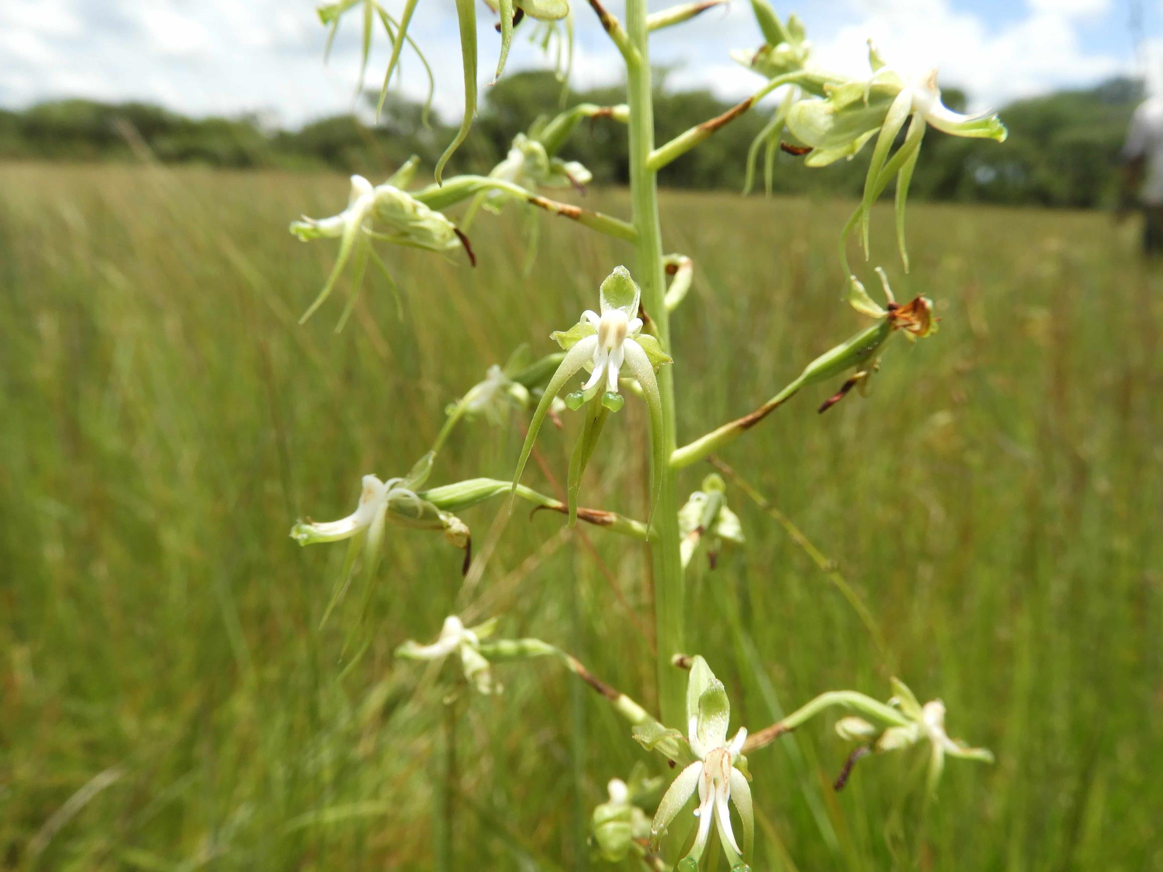 Habenaria schimperiana Habenaria schimperiana