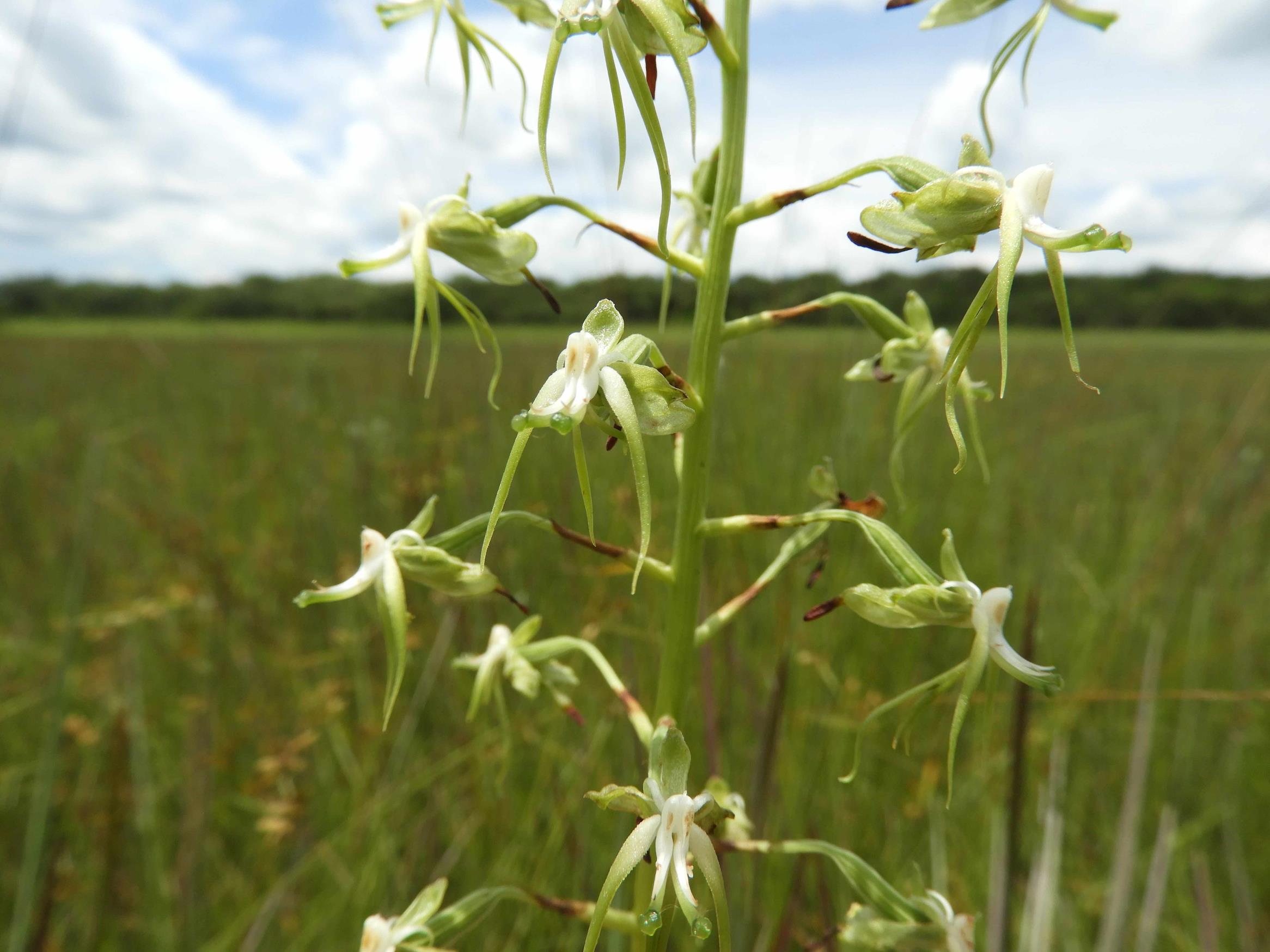 Habenaria schimperiana Habenaria schimperiana