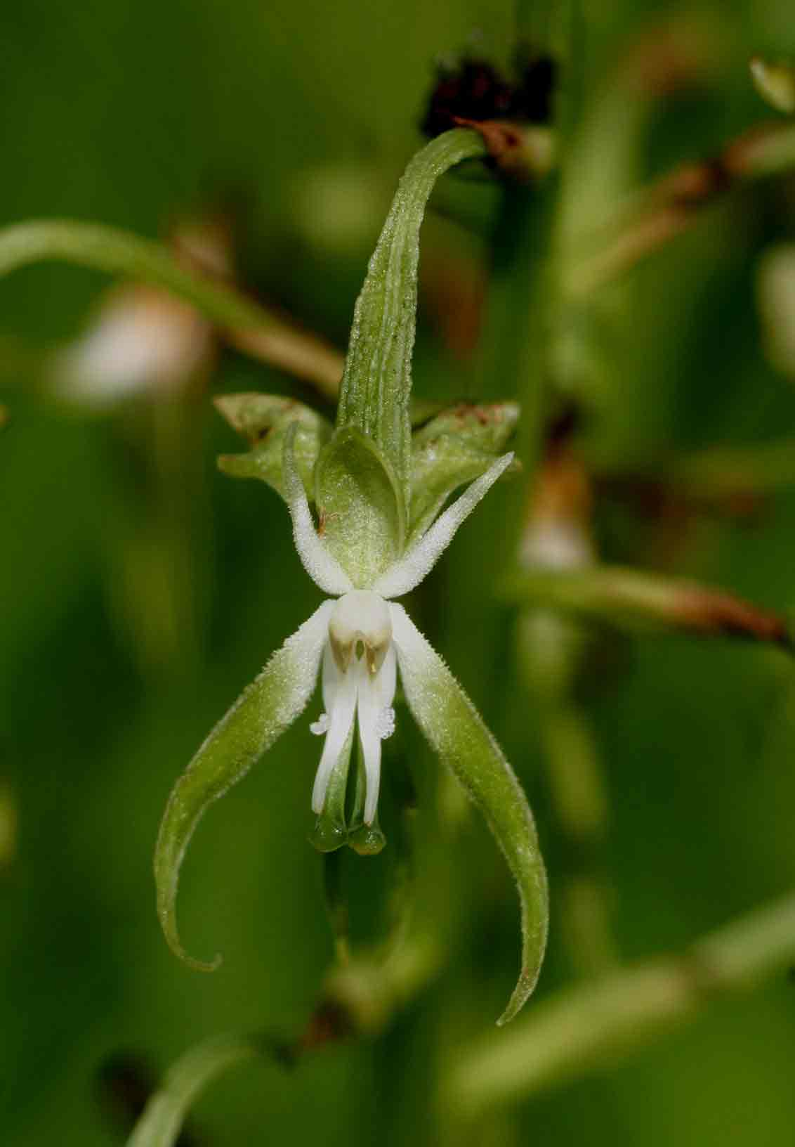 Habenaria schimperiana Habenaria schimperiana