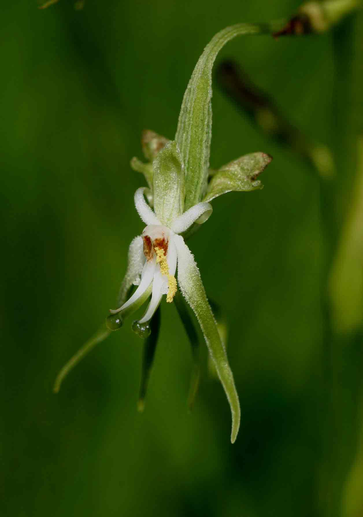 Habenaria schimperiana Habenaria schimperiana