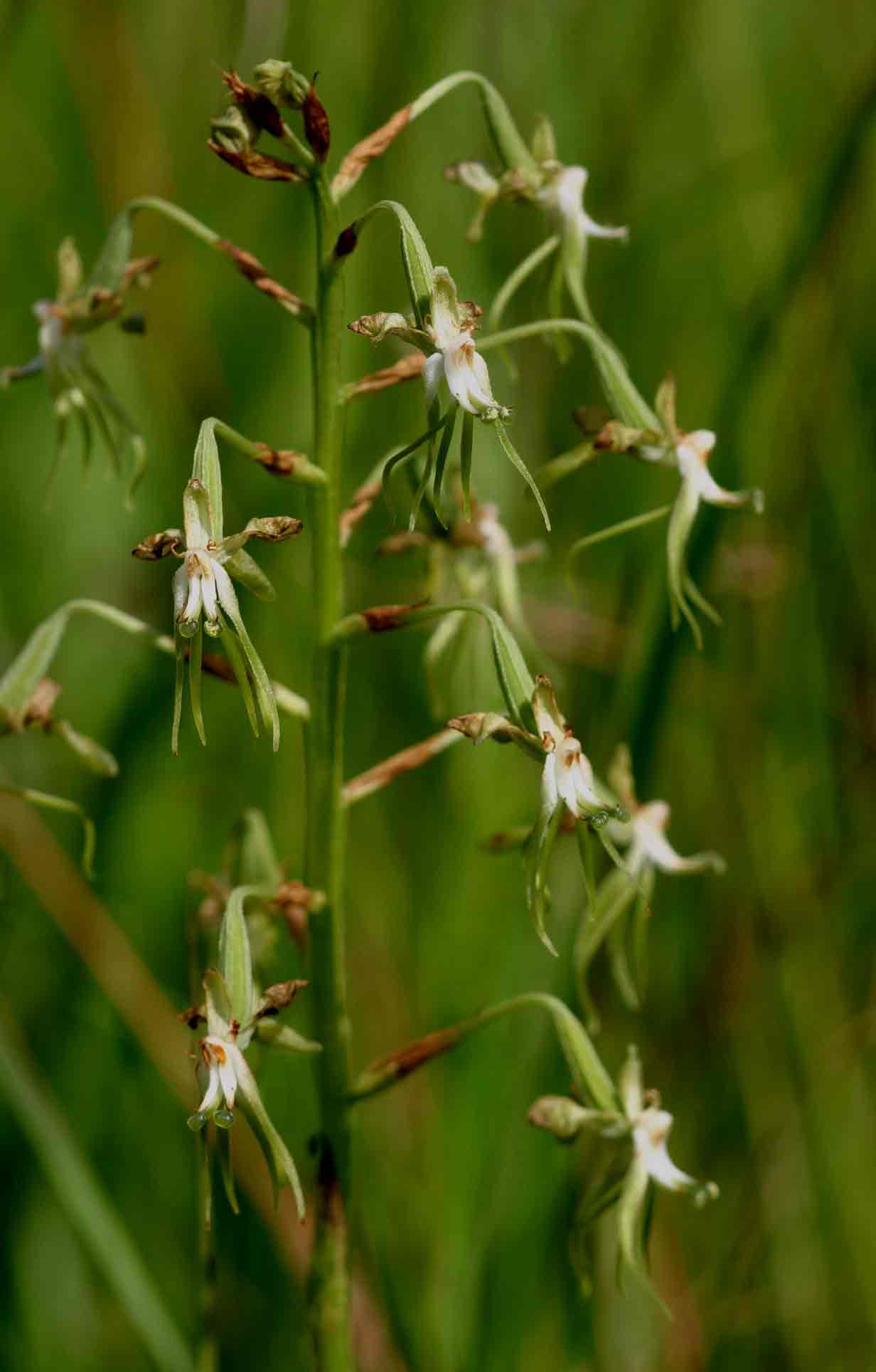 Habenaria schimperiana Habenaria schimperiana