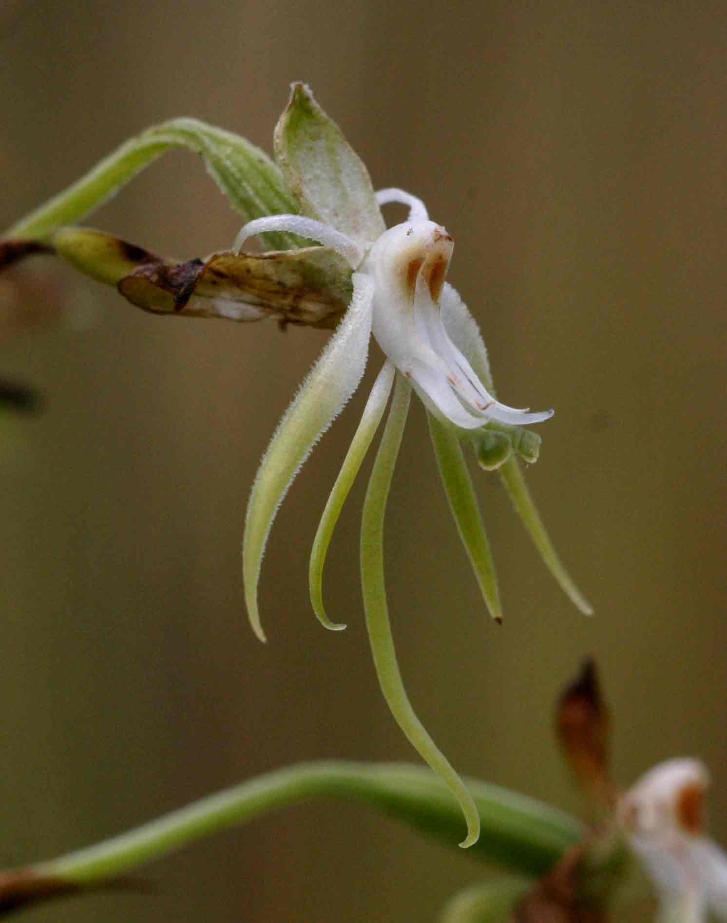 Habenaria schimperiana Habenaria schimperiana