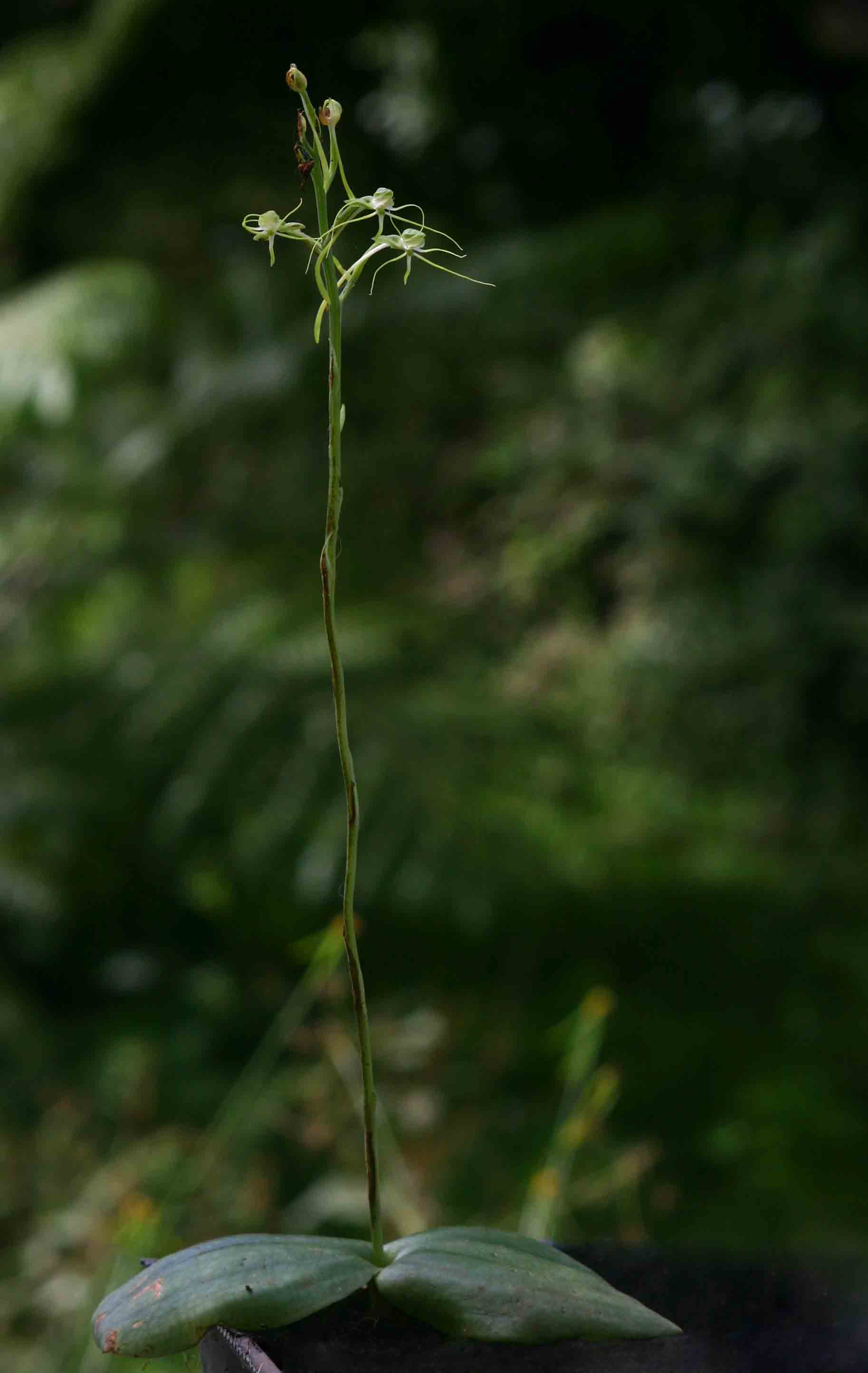 Habenaria trilobulata Habenaria trilobulata