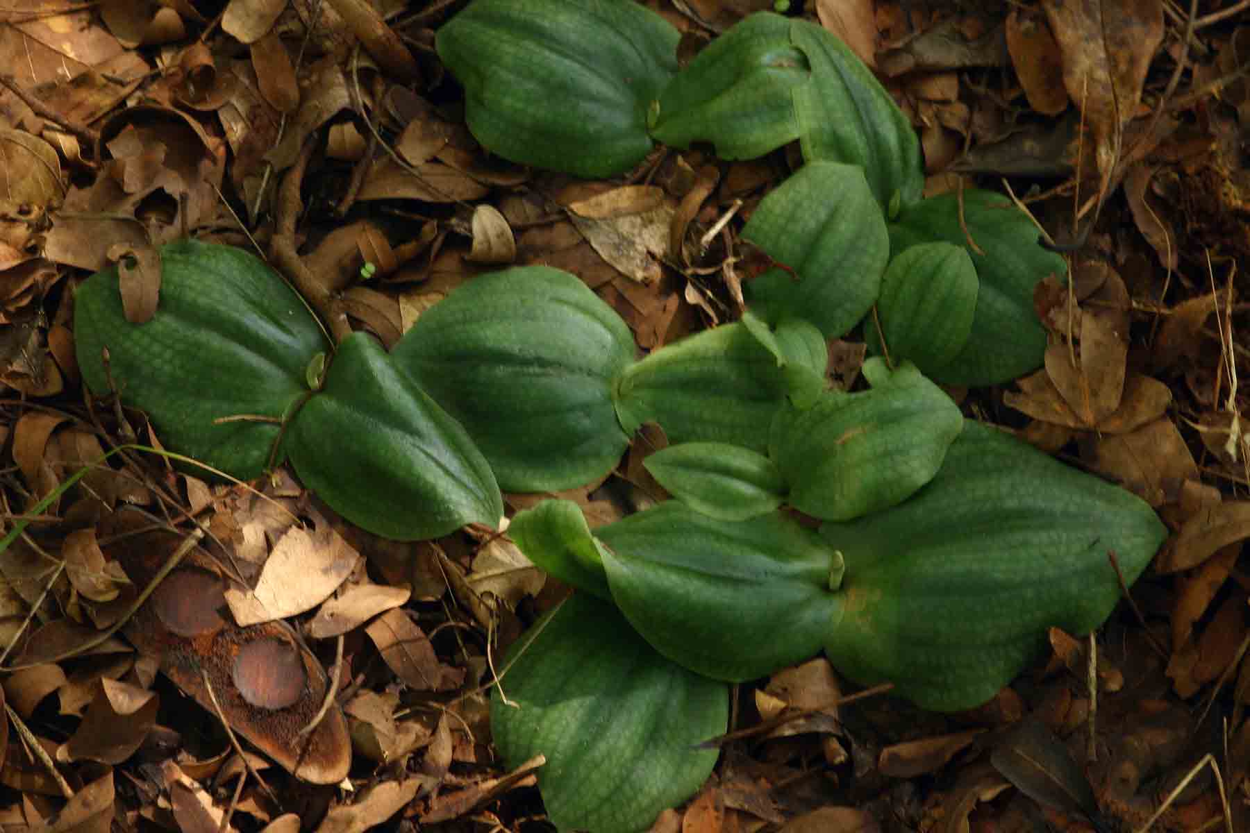 Habenaria trilobulata Habenaria trilobulata