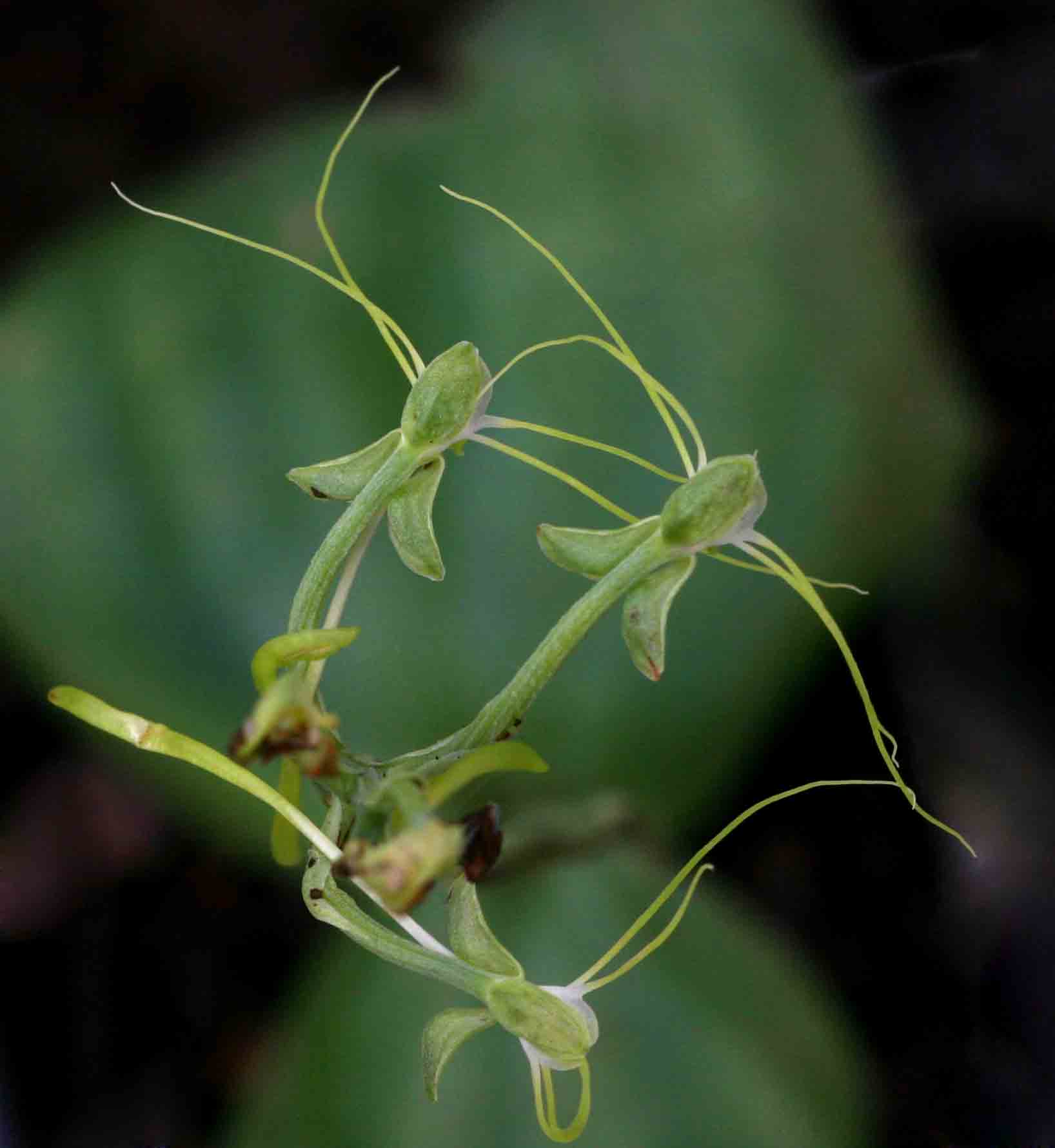 Habenaria trilobulata Habenaria trilobulata