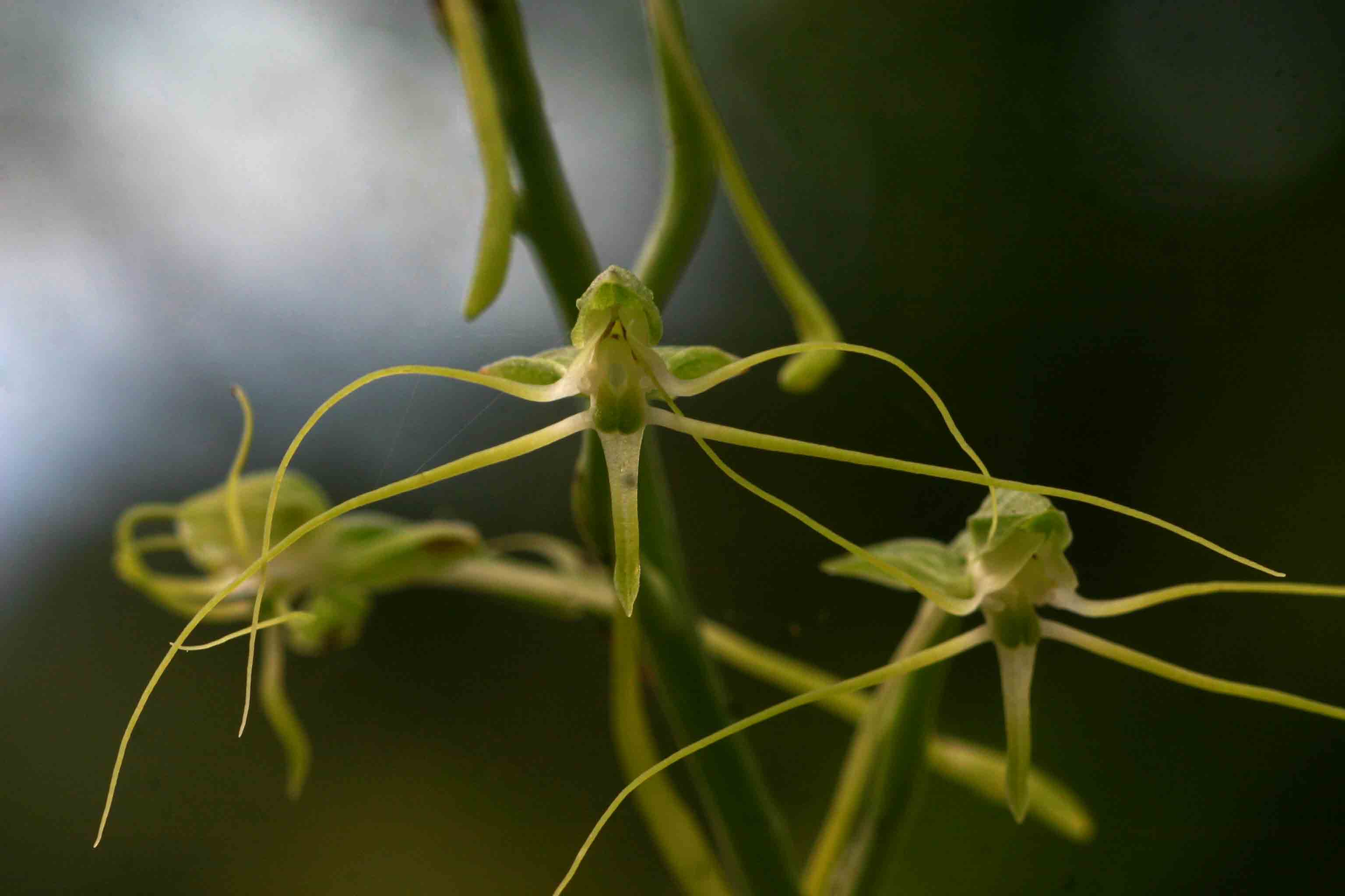 Habenaria trilobulata Habenaria trilobulata