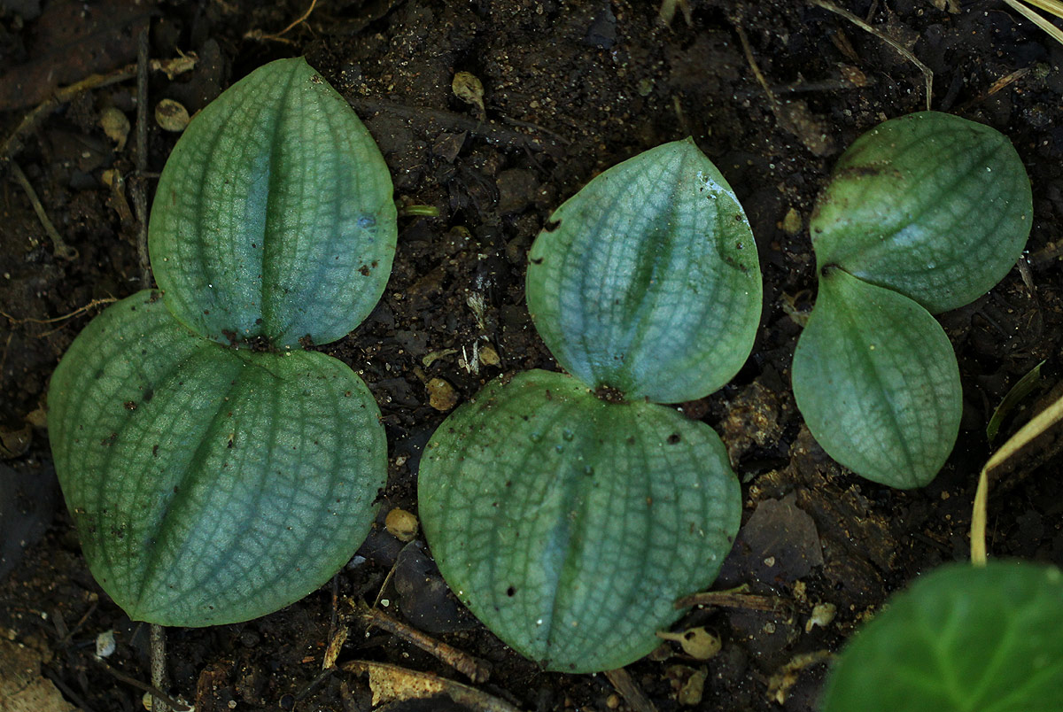 Habenaria trilobulata Habenaria trilobulata