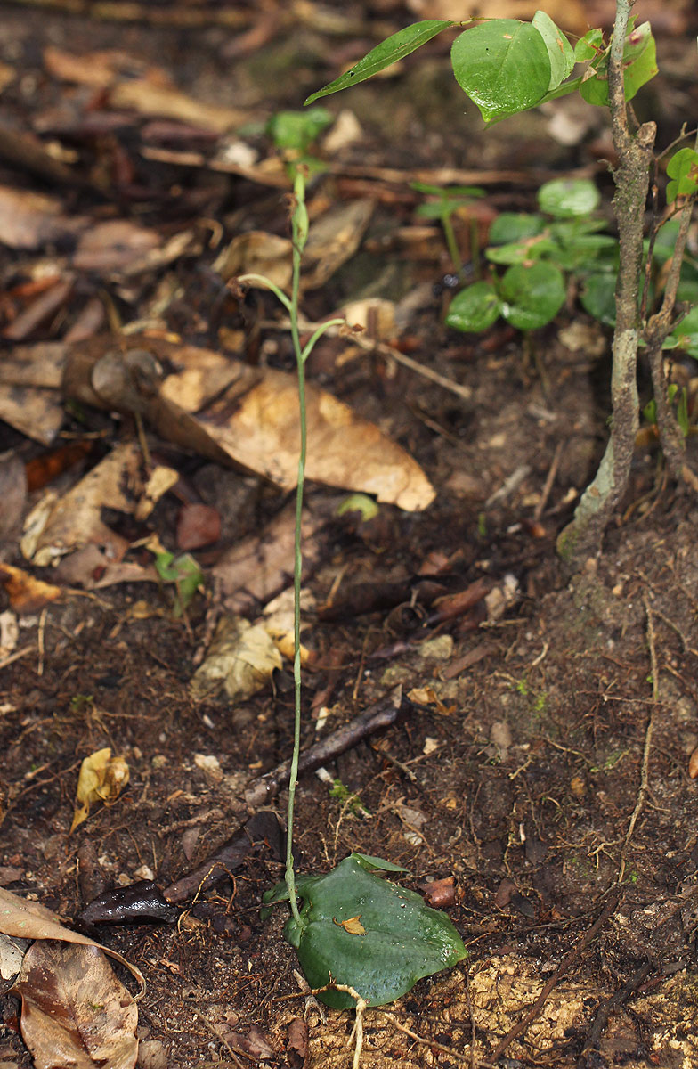 Habenaria trilobulata Habenaria trilobulata