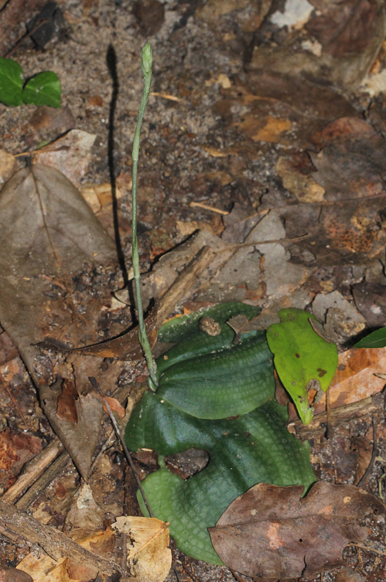 Habenaria trilobulata Habenaria trilobulata