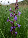 Disa equestris