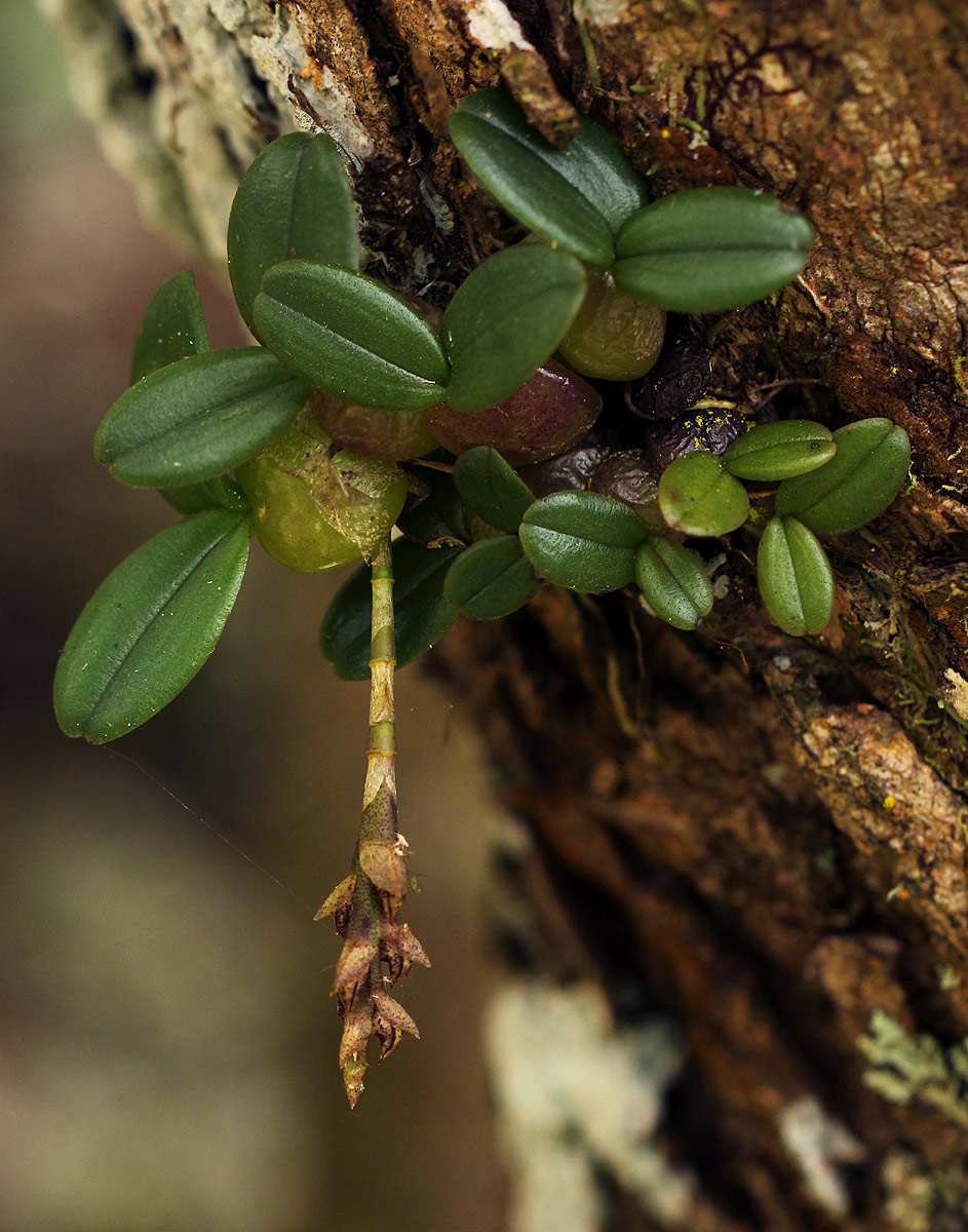 Bulbophyllum elliotii Bulbophyllum elliotii
