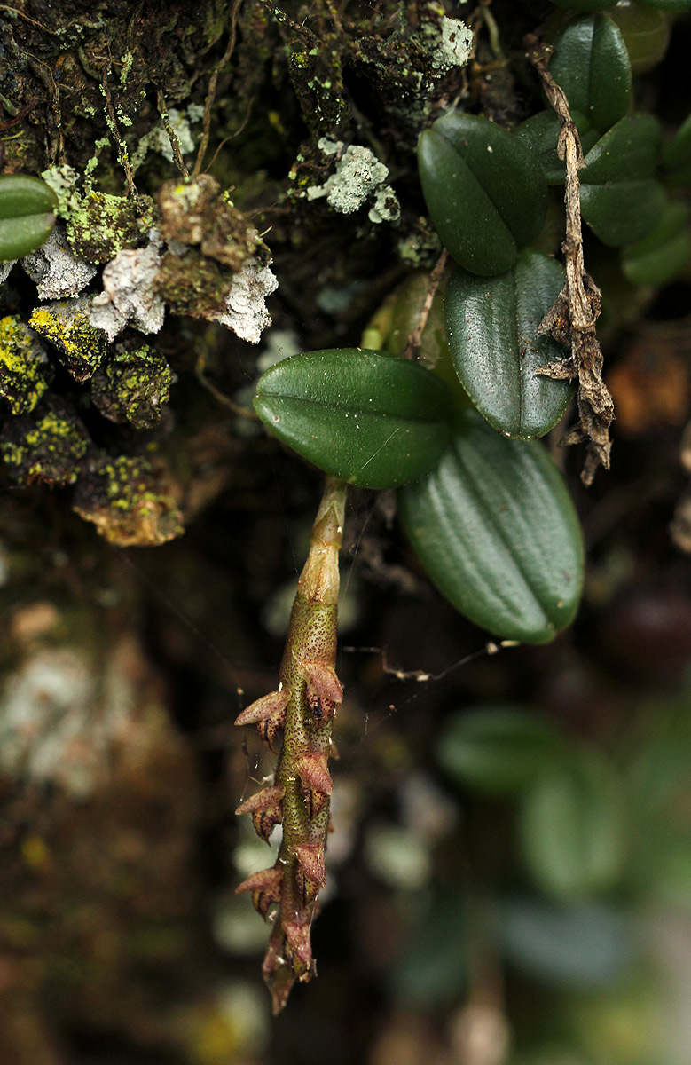 Bulbophyllum elliotii Bulbophyllum elliotii