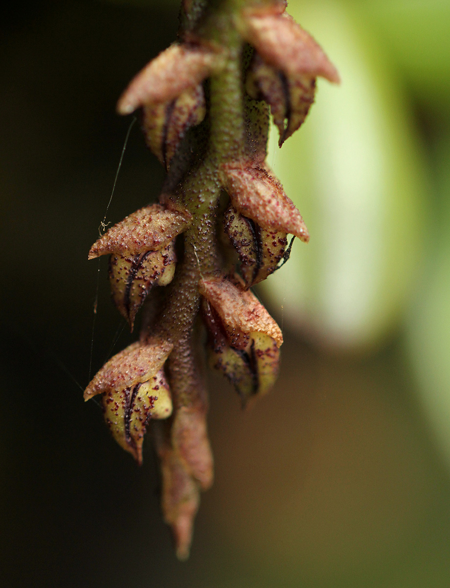 Bulbophyllum elliotii Bulbophyllum elliotii