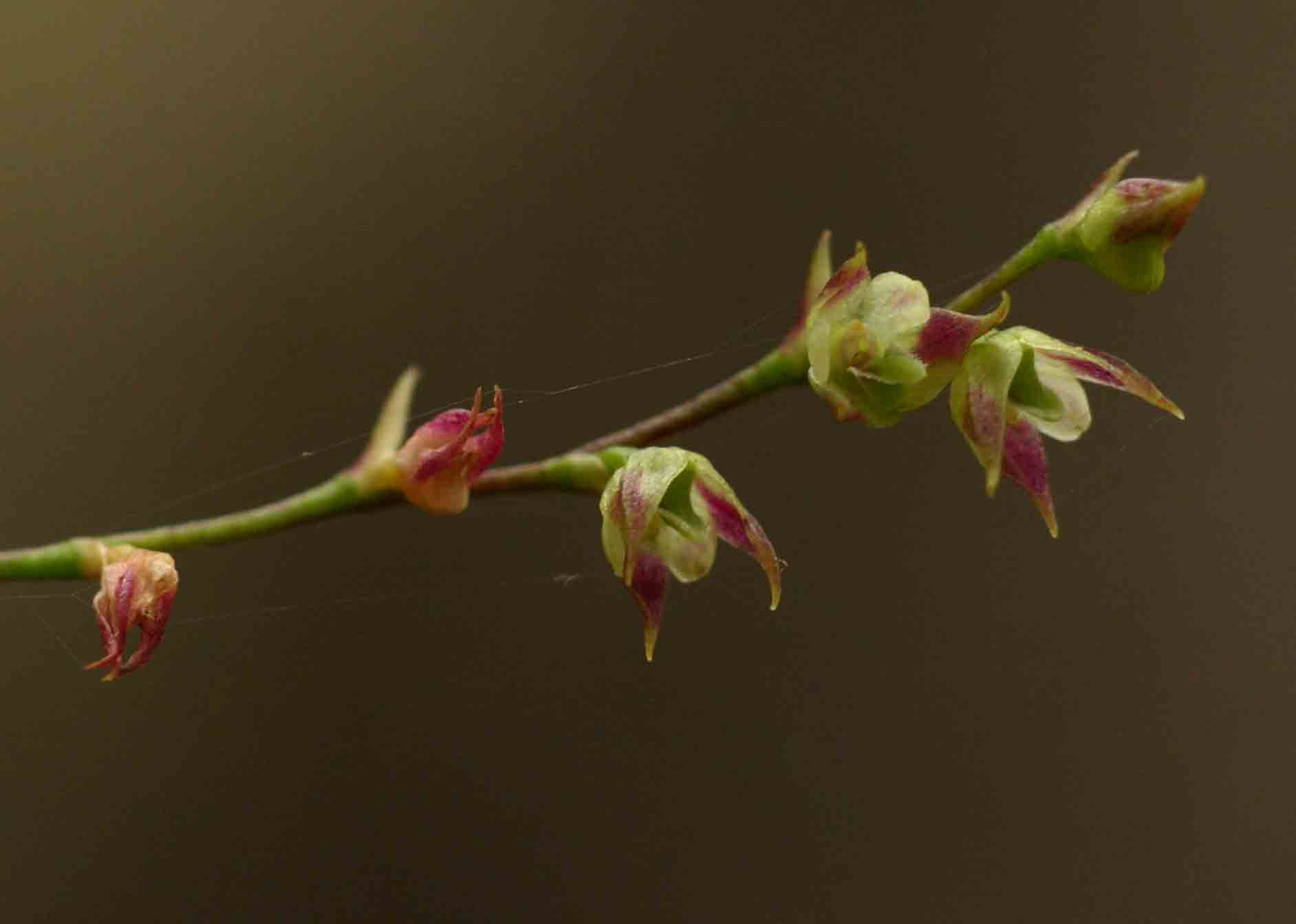 Bulbophyllum intertextum Bulbophyllum intertextum